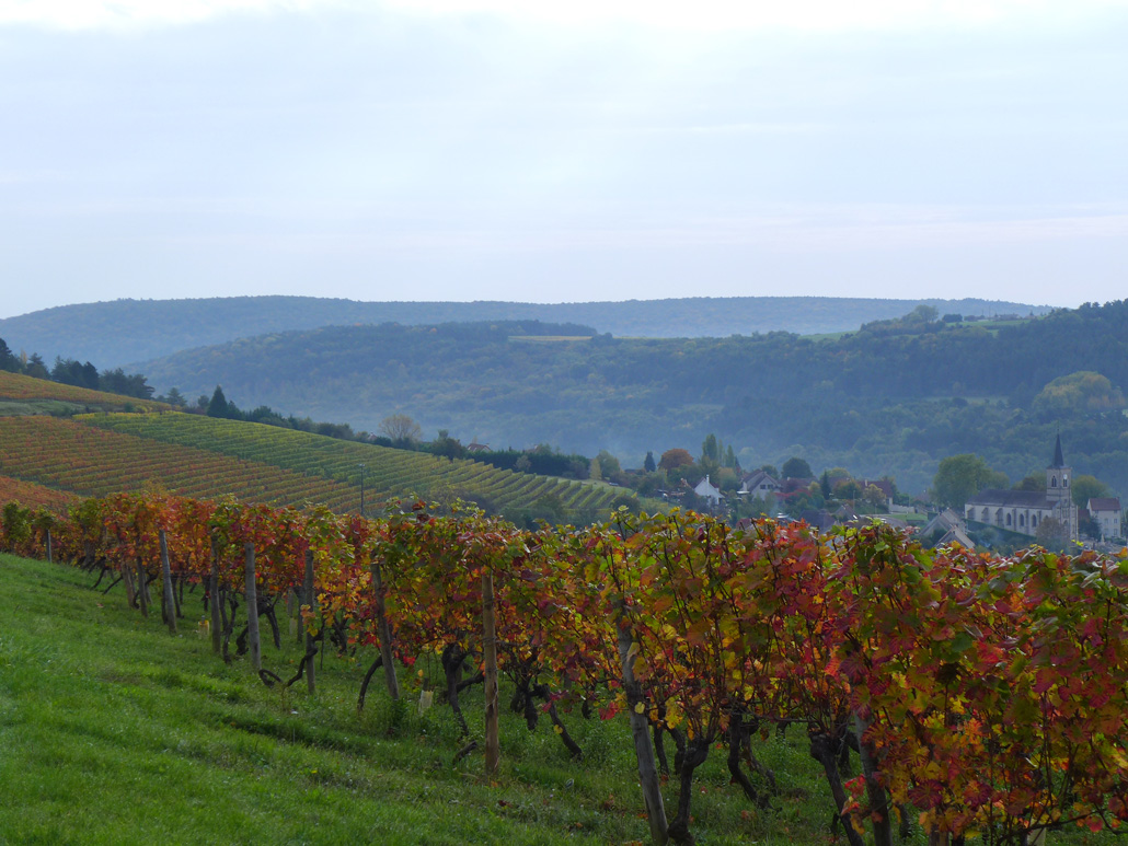Vineyard just before Harvest - Burgundy Region of France - copyright 2015 DM Shepherd